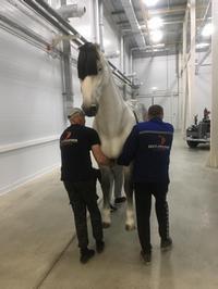 Грузчики на выставке ретро-автомобилей Грузчики на выставке ретро-автомобилей